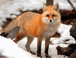 Fox in Snow 