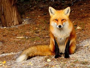 Red Fox Sitting 