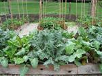 Spring crop 